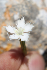 Dianthus fragrans