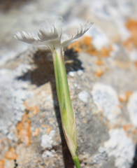 Dianthus fragrans