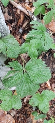 Potentilla micrantha