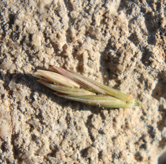 Pseudoroegneria gracillima