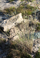 Pseudoroegneria gracillima