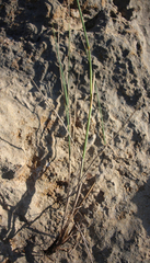 Pseudoroegneria gracillima