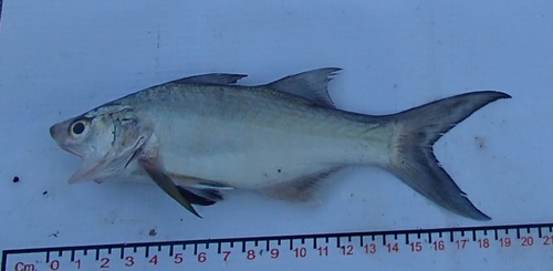 Blue bobo (Polydactylus approximans) — Polynemidae — 2