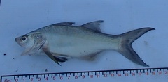 Polydactylus approximans