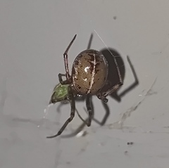 Steatoda castanea