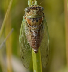 Diceroprocta delicata