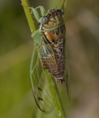 Diceroprocta delicata