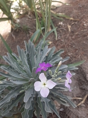 Matthiola incana
