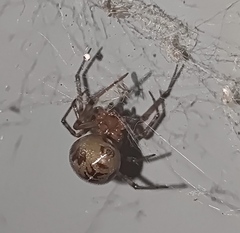 Steatoda castanea