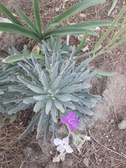 Matthiola incana