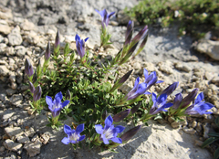 Gentiana septemfida grossheimii