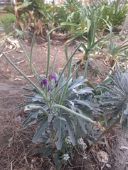 Matthiola incana