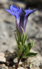 Gentiana septemfida grossheimii