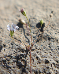 Gypsophila elegans