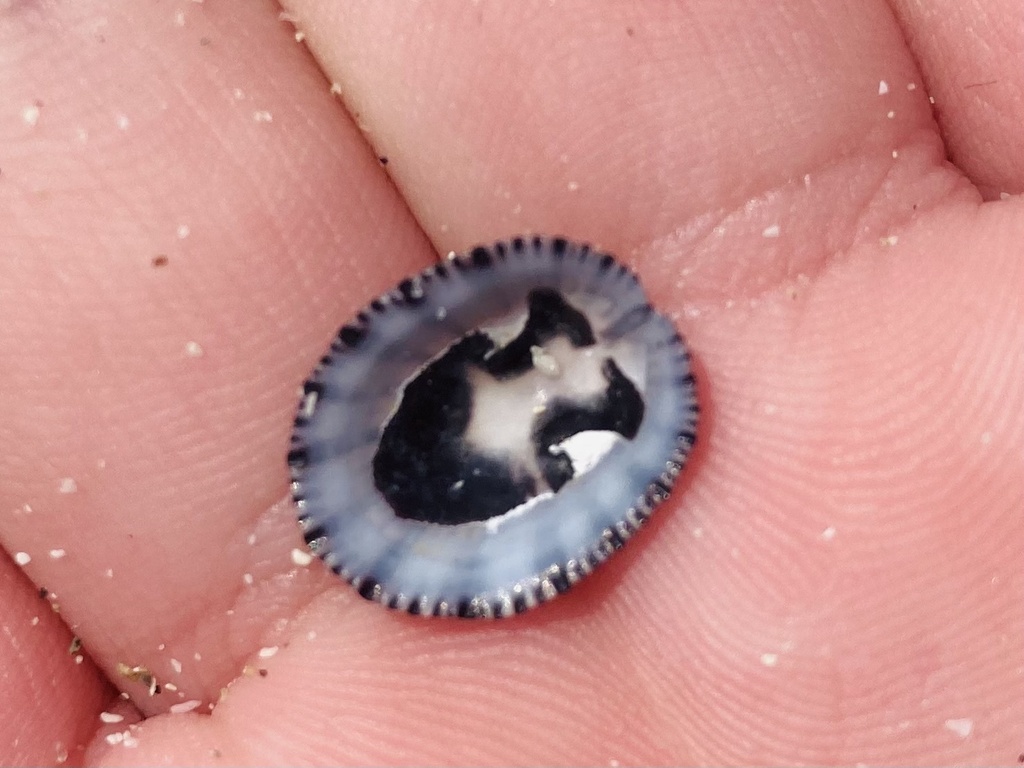 Black-ribbed False Limpet (Clypidina notata) — recorded at Gili Gede Wall