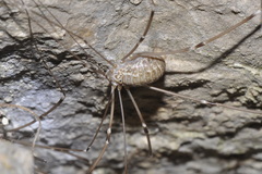 Leiobunum religiosum