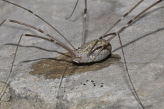 Leiobunum religiosum