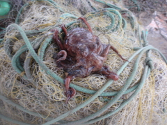 Callistoctopus macropus