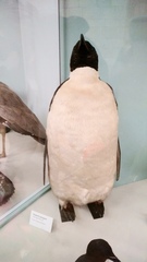 Aptenodytes forsteri