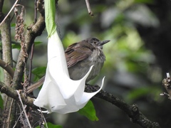 Turdus assimilis