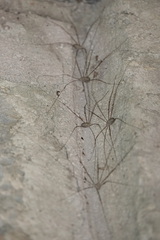 Leiobunum religiosum