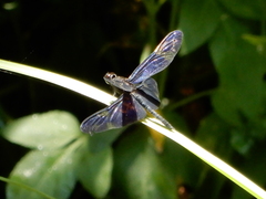 Rhyothemis regia