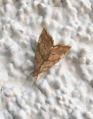 Scybalistodes periculosalis