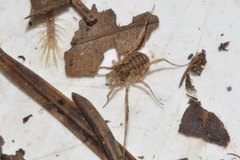 Lophopilio palpinalis