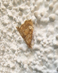 Scybalistodes periculosalis