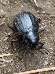 Pimelia laevigata laevigata