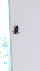 Tabanus limbatinevris