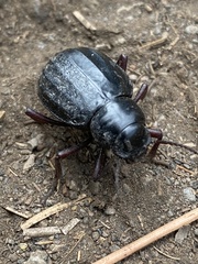 Pimelia laevigata laevigata