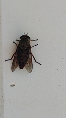 Tabanus limbatinevris