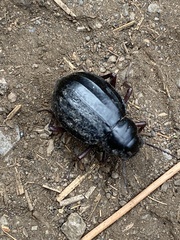 Pimelia laevigata laevigata