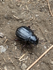 Pimelia laevigata laevigata