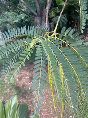 Sesbania grandiflora