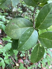 Coccoloba pyrifolia