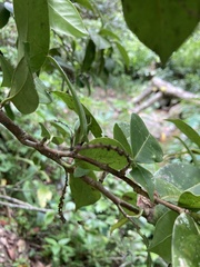 Coccoloba pyrifolia