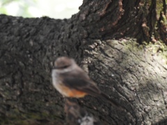 Pyrocephalus rubinus