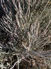 Ephedra fragilis