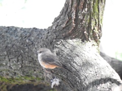 Pyrocephalus rubinus