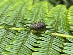 Metcalfiella erecta