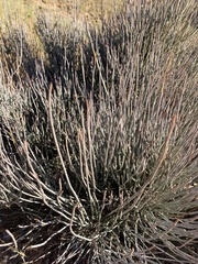Ephedra fragilis