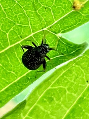 Ectmetopterus micantulus