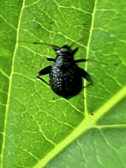 Ectmetopterus micantulus