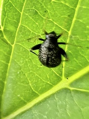 Ectmetopterus micantulus