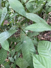 Palicourea domingensis