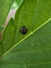 Ectmetopterus micantulus