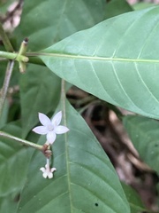Palicourea domingensis