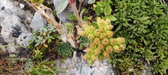 Sempervivum heuffelii